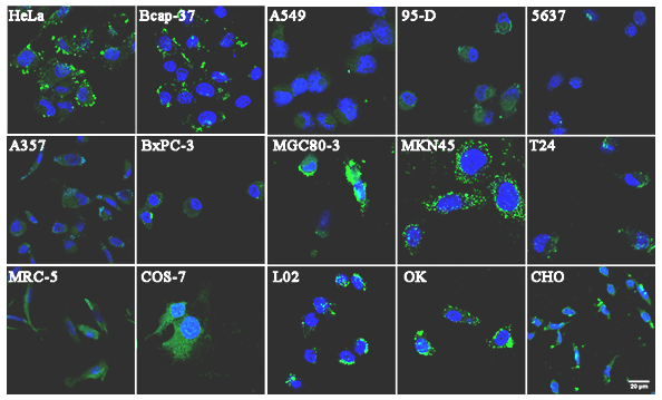 我公司在研新药相关SCI论文在国际靶向药物专业研究期刊发表